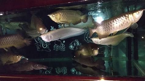 魚混養